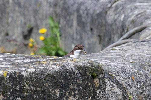 Pluszcz na krawędzi Fosse Dionne. Dipper on the edge of Fosse Dionne. Pluszcz na krawędzi Fosse Dionne. Fotografia przyrodnicza, Bank Zdjęć A. i W. Bilińscy