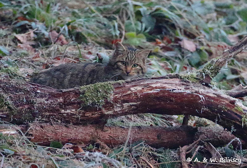 Żbik w Polsce, Bieszczady. Felis silvestris, Wildcat, Poland. Fot A&W Bilińscy, bank zdjęć, fotografia przyrodnicza