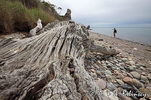 Aebelo, martwe drzewo na plaży, Kattegat, Dania