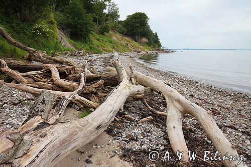 Aebelo, martwe drzewo na plaży, Kattegat, Dania