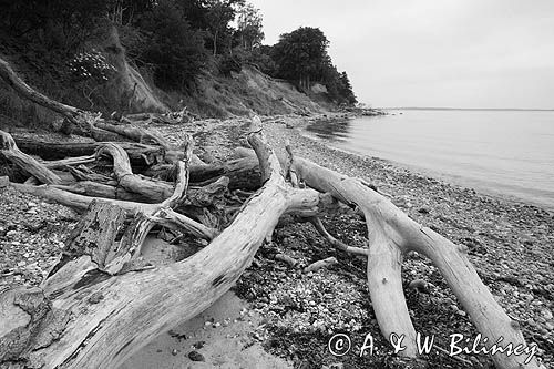 Aebelo, martwe drzewo na plaży, Kattegat, Dania