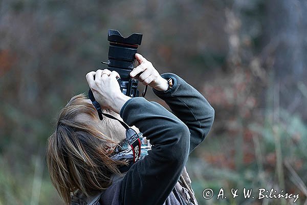 Fotograf przyrody przy pracy, Bieszczadzki Park Narodowy