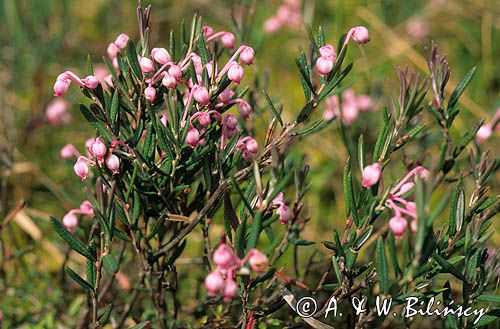 modrzewnica zwyczajna, Andromeda polifolia