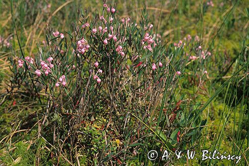 modrzewnica zwyczajna, Andromeda polifolia