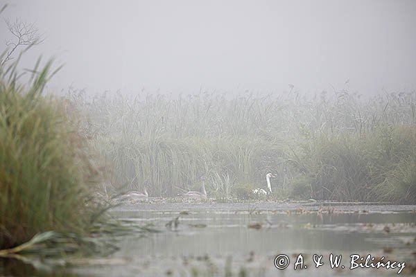 Rzeka Babant, łabędź niemy, Cygnus olor, dorosły i młode, Mazury