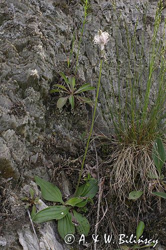 babka lancetowata Plantago lanceolata
