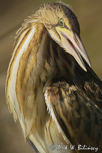 Bączek, Ixobrychus minutus, młodociany