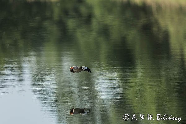 Bączek, Ixobrychus minutus, samiec