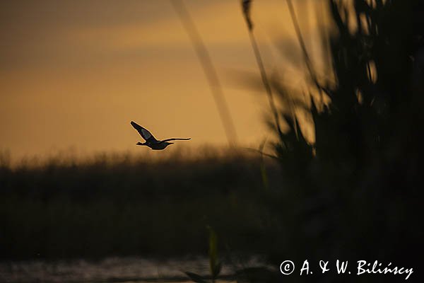 Bączek, Ixobrychus minutus, samiec