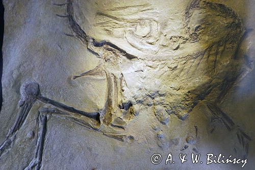 Bałtów, JURAPark, Dino-park