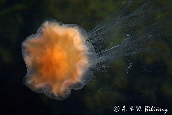 Bełtwa włosiennik, bełtwa festonowa, Cyanea capillata, Skagerrak