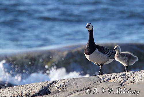 bernikla białolica z pisklakami, Branta leucopsis