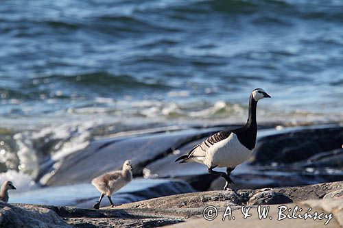 bernikla białolica z pisklakami, Branta leucopsis