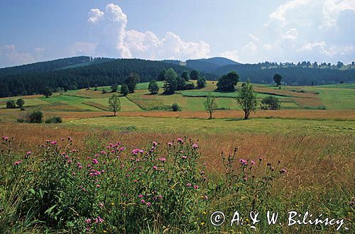 Beskid Zywiecki łąka górska