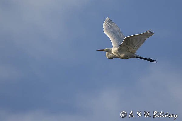 Czapla biała, Casmerodius albus, Ardea alba, Egretta alba