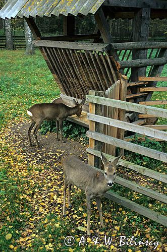Białowieża, Rezerwat pokazowy zwierząt, sarny