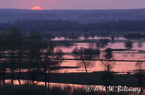 Biebrzański Park Narodowy, Zachód słońca nad wiosennym rozlewiskiem Narwi i Biebrzy, widok z Góry Strękowej