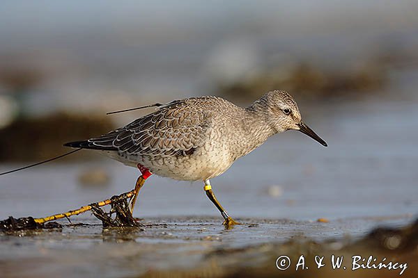 Biegus rdzawy, Calidris canutus