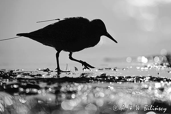 Biegus rdzawy, Calidris canutus