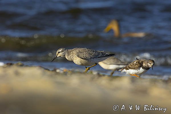 Biegus rdzawy, Calidris canutus