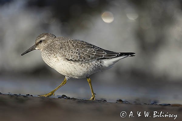 Biegus rdzawy, Calidris canutus
