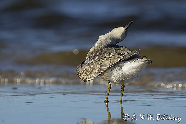 Biegus rdzawy, Calidris canutus