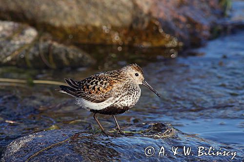 biegus zmienny, Calidris alpina, dunlin