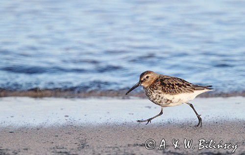 biegus zmienny, Calidris alpina, dunlin, Bałtyk