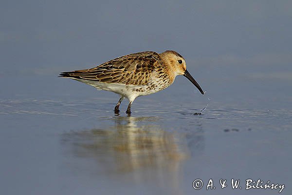 Biegus zmienny, Calidris alpina