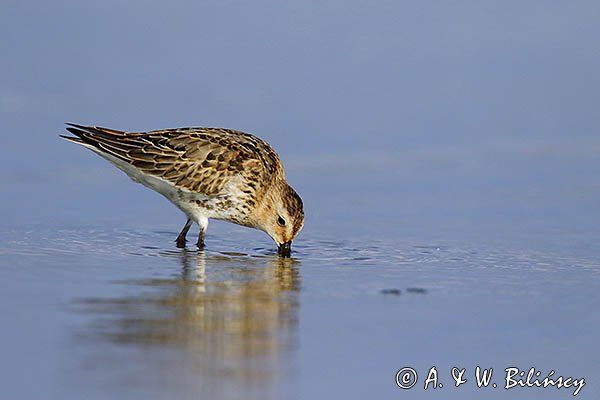 Biegus zmienny, Calidris alpina