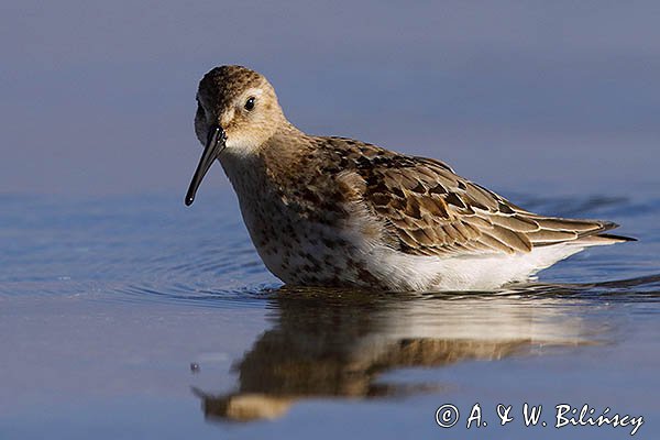 Biegus zmienny, Calidris alpina