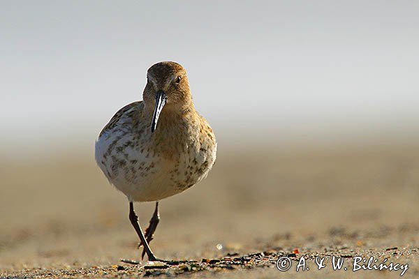 Biegus zmienny, Calidris alpina