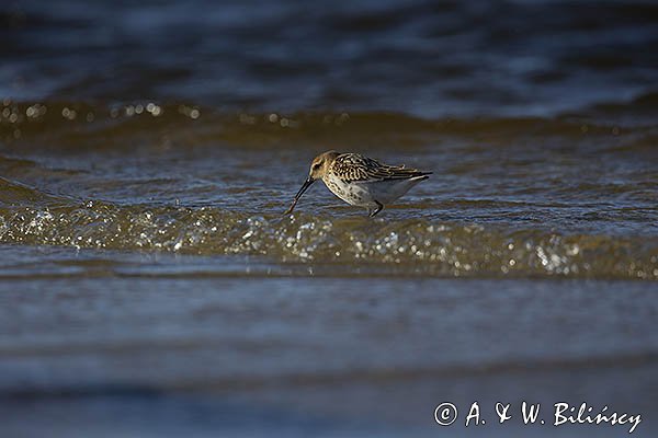 Biegus zmienny, Calidris alpina