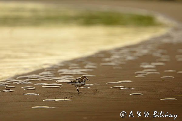 Biegus zmienny, Calidris alpina i meduzy na plaży