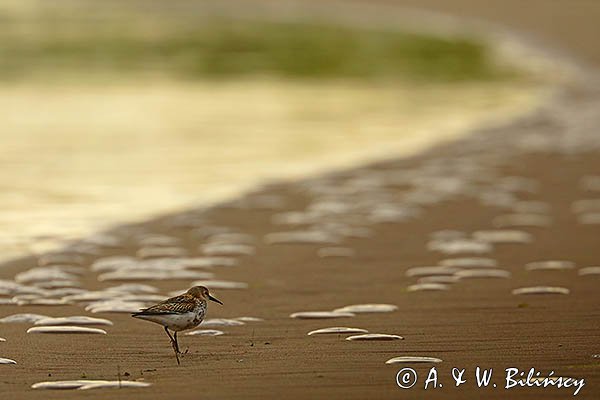 Biegus zmienny, Calidris alpina i meduzy na plaży