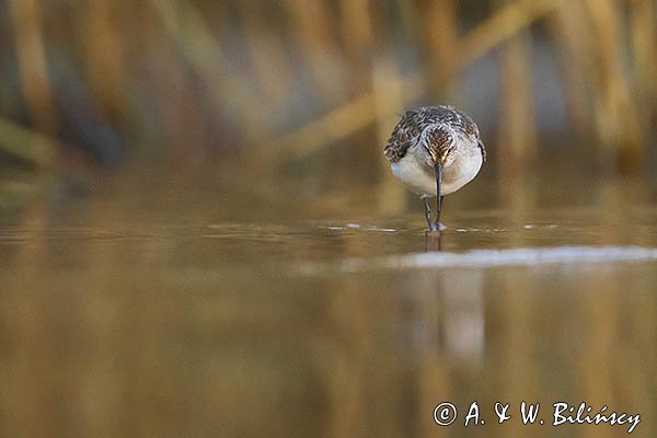 Biegus zmienny, Calidris alpina