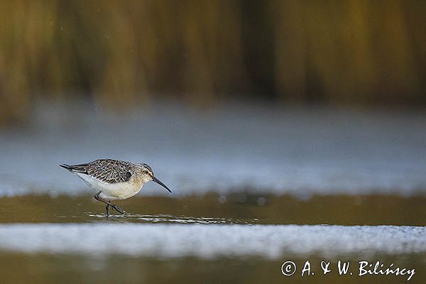 Biegus zmienny, Calidris alpina