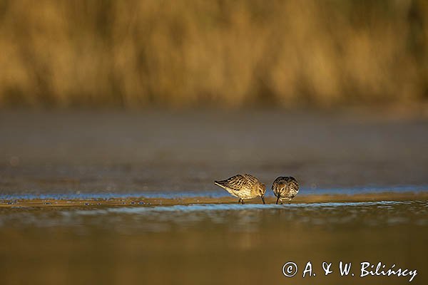 Biegus zmienny, Calidris alpina