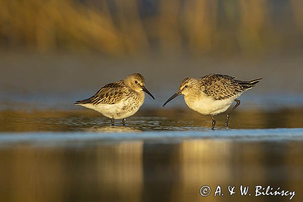 Biegus zmienny, Calidris alpina