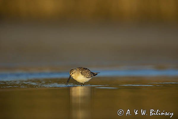 Biegus zmienny, Calidris alpina