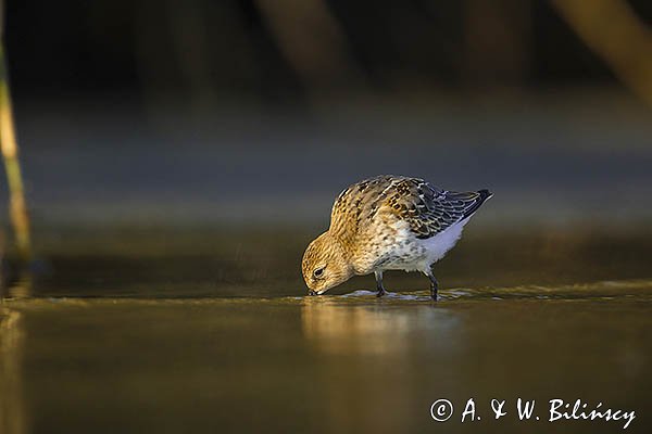 Biegus zmienny, Calidris alpina