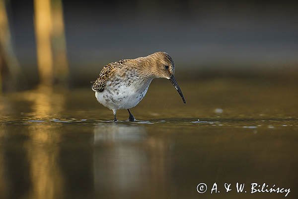 Biegus zmienny, Calidris alpina