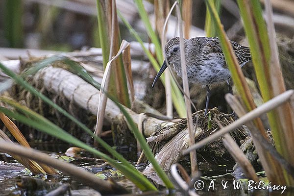 Biegus zmienny, Calidris alpina