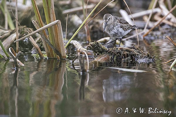 Biegus zmienny, Calidris alpina