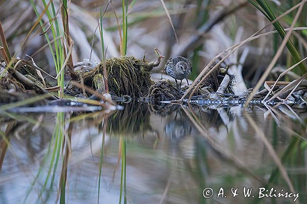Biegus zmienny, Calidris alpina