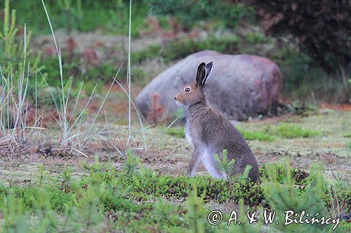 zając bielak, Lepus timidus