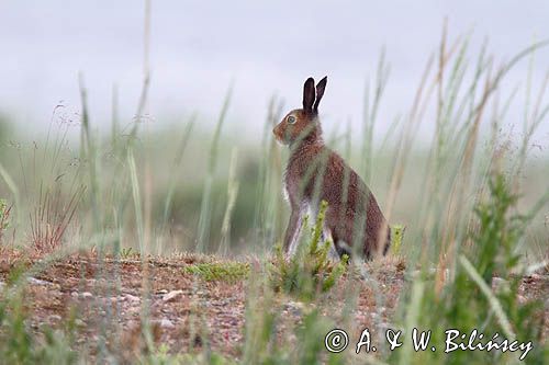 zając bielak, Lepus timidus