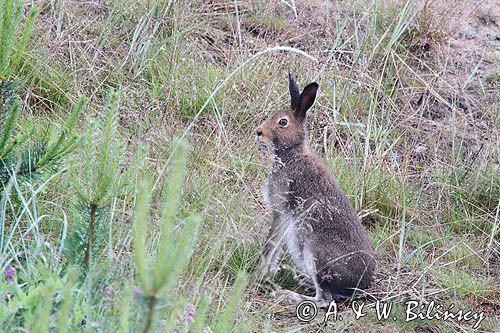 zając bielak, Lepus timidus