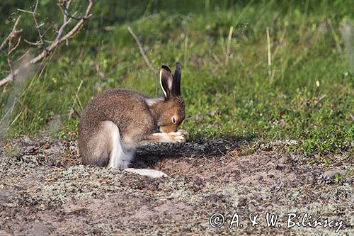 zając bielak, Lepus timidus