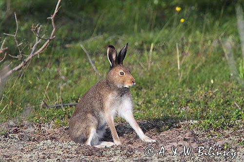 zając bielak, Lepus timidus